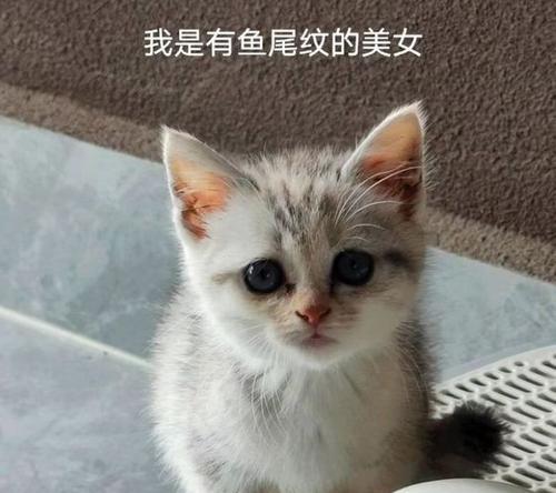 宠物猫咪的大脱毛现象（了解猫咪的换毛周期及防止脱毛的方法）