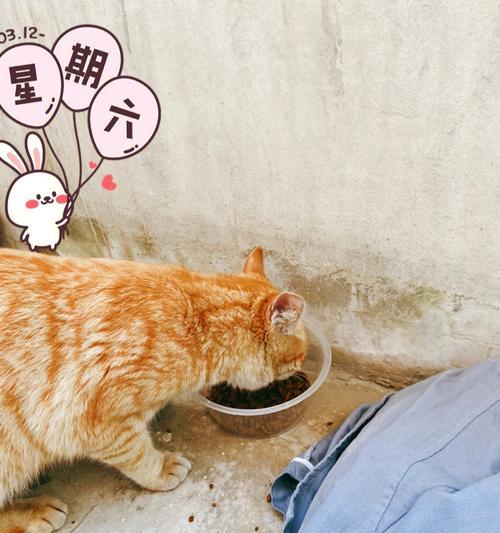 猫咪为什么会饿却无法进食（探究原因）