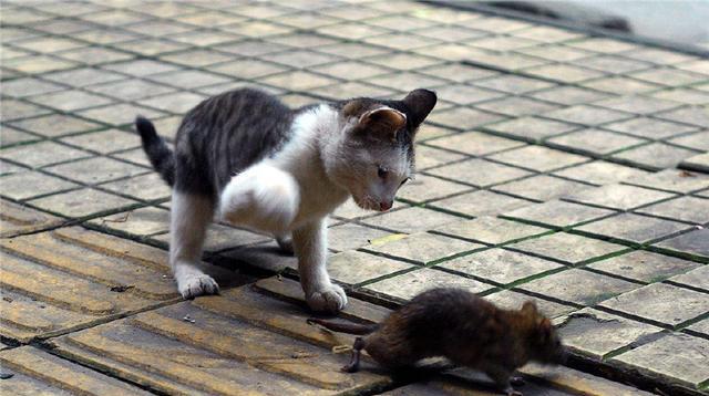 猫咪抓老鼠的能力（探究猫咪抓老鼠的原因和技巧）