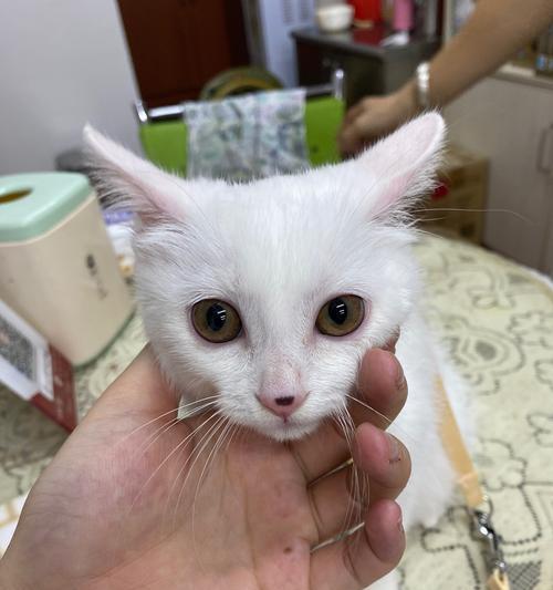 猫咪成长日记——从几个月开始（宠物猫咪的成长过程和注意事项）