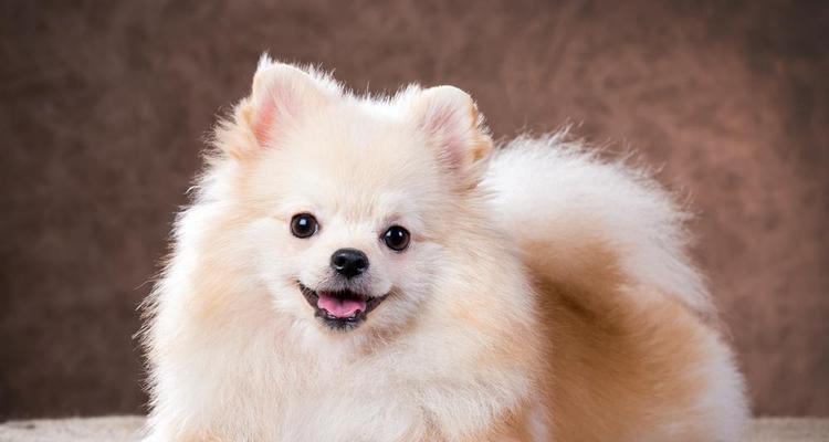 成犬博美饮食指南（全面解析成犬博美能吃的食物及饮食禁忌）