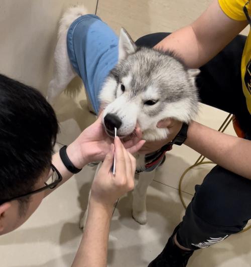 大狼狗食后呕吐应对策略（如何照顾宠物狗的饮食健康）