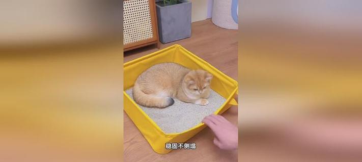 如何教宠物猫使用猫砂（教育不懂事的猫咪学会使用猫砂盆）