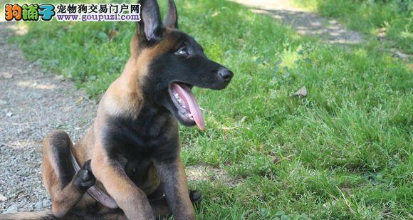 德国喂马犬价格（以宠物为主）