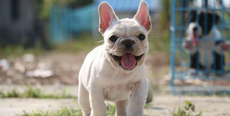 探究法国斗牛犬幼犬价格（宠物狗市场的变化和养犬成本）