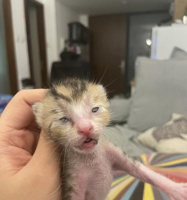 刚出生的小猫应该吃什么（宠物猫的饮食需求与注意事项）