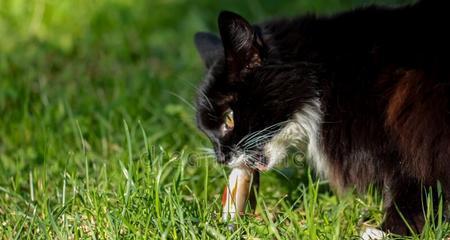 猫咪的草食疗法（探讨猫咪草食的原因）