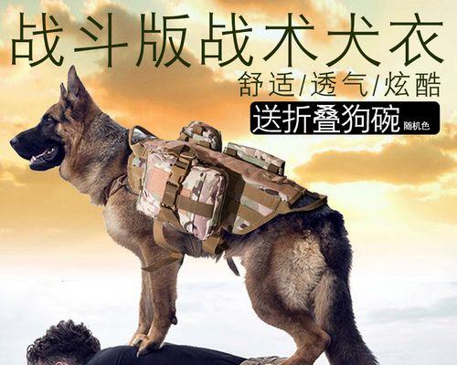 如何办理工作犬证书（从宠物到工作伙伴——为你的犬只提供更好的未来）