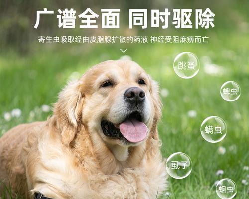 狗狗怀孕期间可以用什么驱虫药（宠物健康小贴士——正确使用驱虫药）