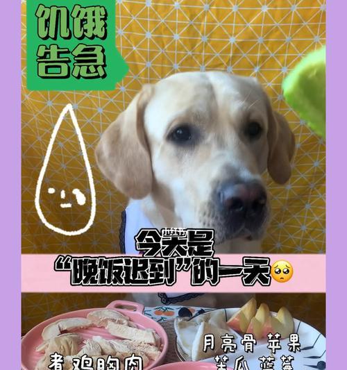 狗狗为什么总是冲上来抢食（以狗狗看到我吃就冲上来为例）