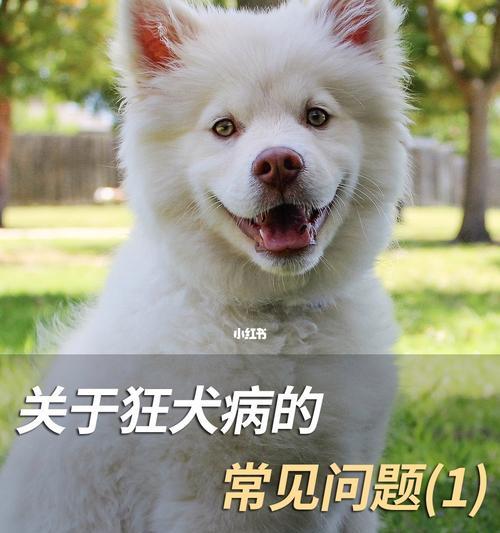 狗狗狂犬病恐水真相揭秘（宠物主人必读！了解狂犬病恐水真相）