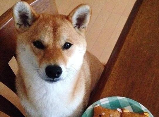 狗狗妈咪的饮食管理（控制食量）