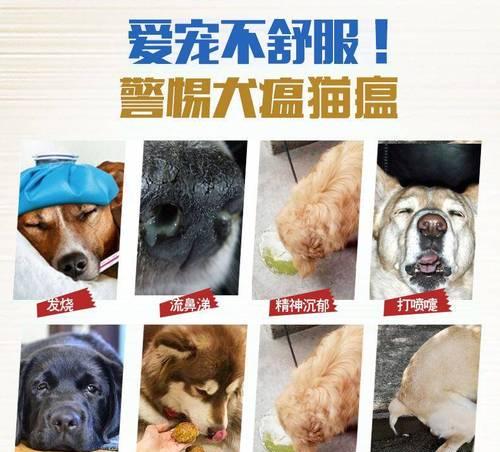 狗狗犬瘟该吃哪些药（宠物犬瘟的治疗方法详解）