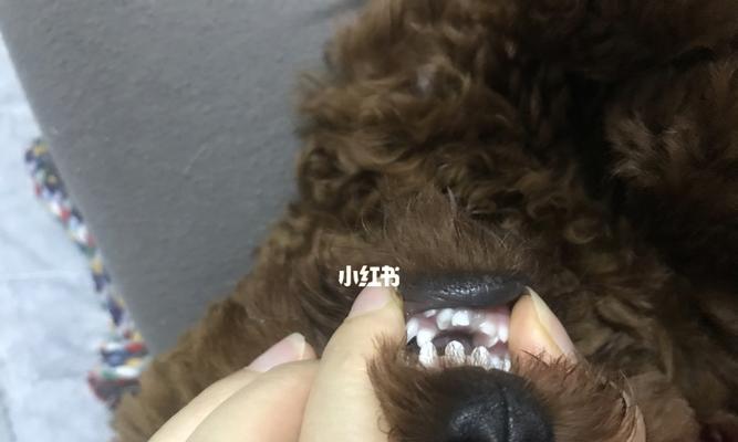 怎样正确拔除狗狗的犬牙双排牙（狗狗犬牙双排牙拔牙知识）