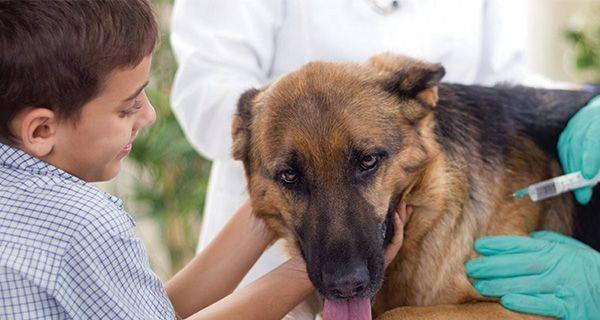 宠物狗的生长发育周期及停止生长时间探究（从幼犬到成犬）