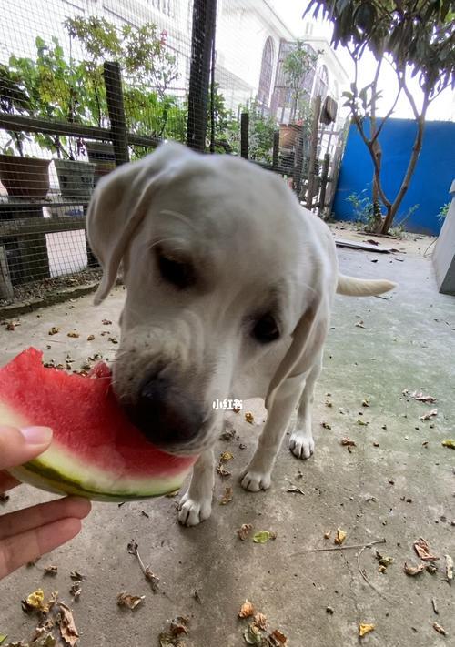 狗狗不能吃桃子（为什么不能给宠物喂桃子）