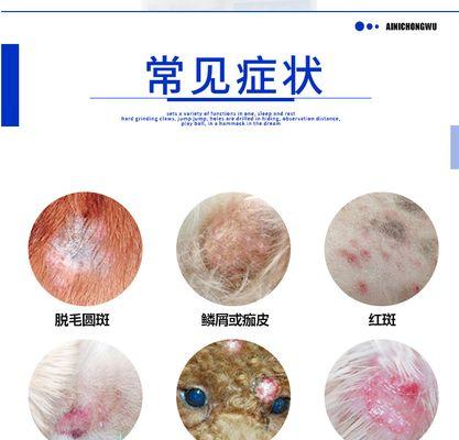 宠物的健康也需要关注/症状、传染途径、治疗方法全解析（宠物的健康也需要关注/症状）