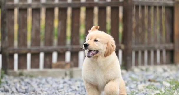 金毛犬如何吃出长毛（宠物养护从饮食开始）