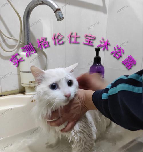 宠物猫咪的洗澡时间和方法（两个月大的猫咪可以洗澡吗）