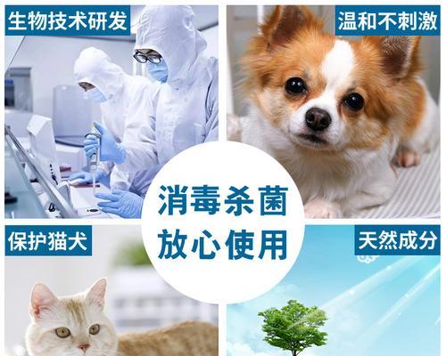 猫感染细小病毒应该吃什么（寻找适合病猫的食谱）