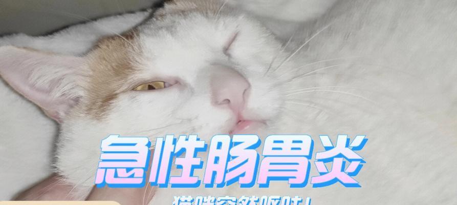 猫咪肠胃炎会传染人吗（宠物主人需注意的健康问题）