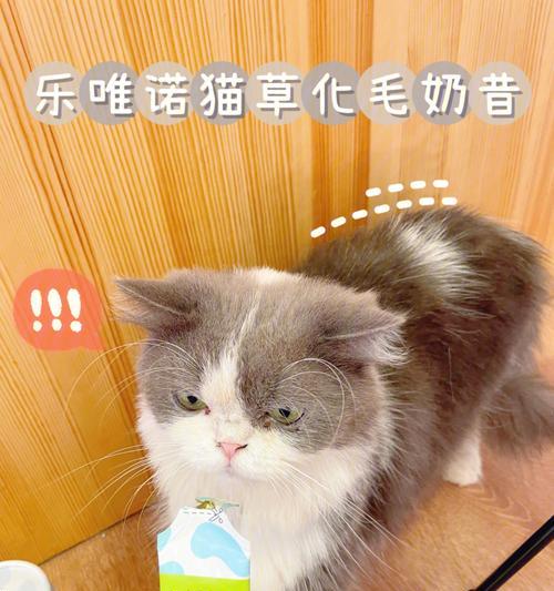 让你的宠物猫咪远离毛球困扰（猫咪吃什么可避免吐毛球）