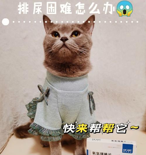 宠物猫咪尿道感染的护理（预防措施）