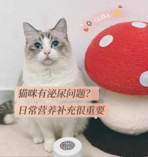 猫咪呕吐、不吃东西、尿血，这些症状背后的原因和治疗方法（了解猫咪健康）