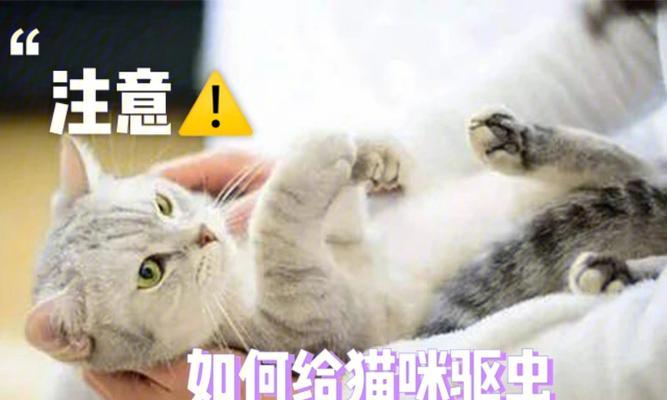 宠物猫咪驱虫后出现呕吐，如何应对（猫咪驱虫后呕吐原因解析及护理指南）