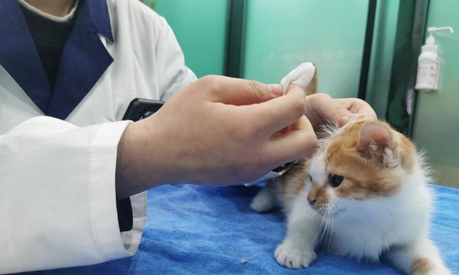 宠物猫为什么要打猫三联（猫三联的必要性及影响）