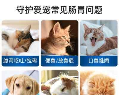 宠物猫每天需要吃益生菌（维护猫咪肠道健康）