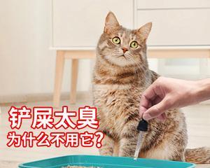 猫咪一天尿六次正常吗（以宠物为主）