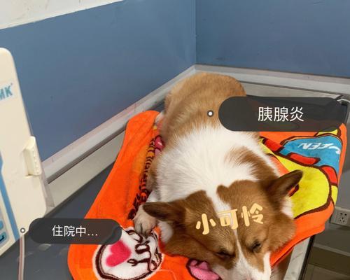 宠物犬急性胰腺炎的症状及治疗（了解犬急性胰腺炎）