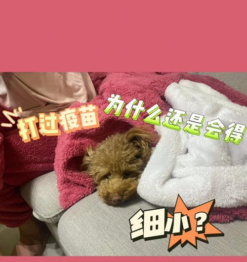 泰迪幼犬胃肠炎的防治（宠物健康必须知道的常识）