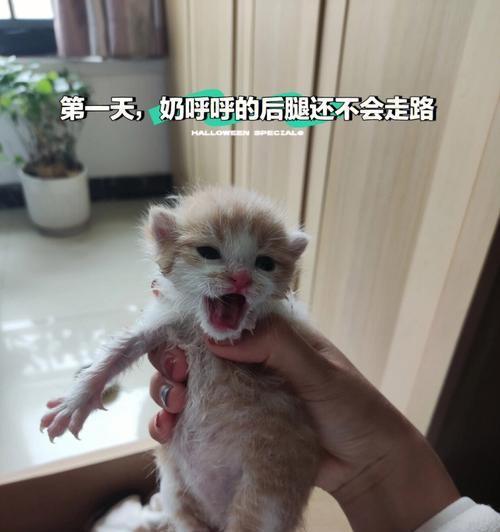 宠物小猫不拉屎并且没精神怎么办？