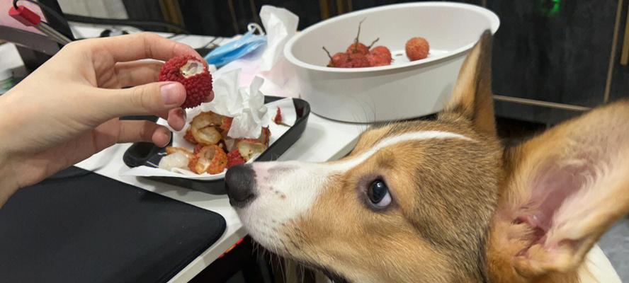 小猫如何保持健康饮食？