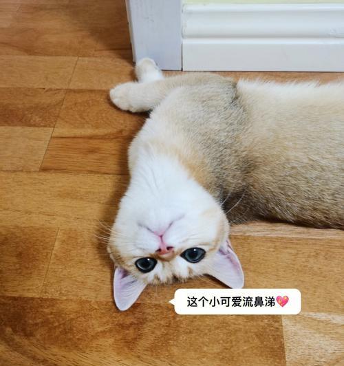 小猫打喷嚏却精神好的原因是什么？