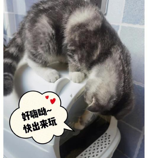 小猫第一次怎么用猫砂便便？