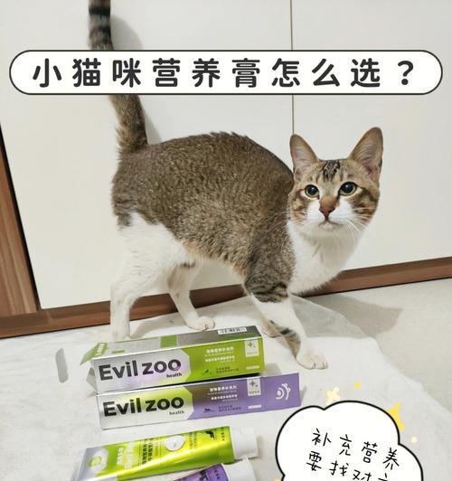 宠物小猫应当多久吃一次营养膏？