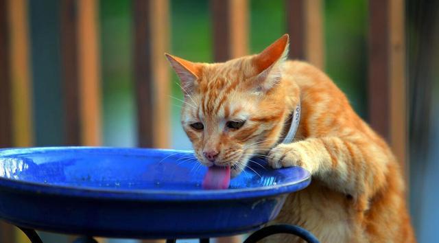 小猫的饮食习惯与人类相似，什么可以吃？