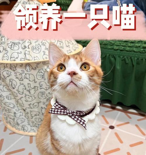 小猫为何生下就死了？