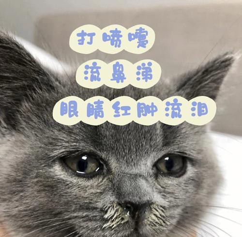 小猫眼睛有点红打喷嚏怎么办？