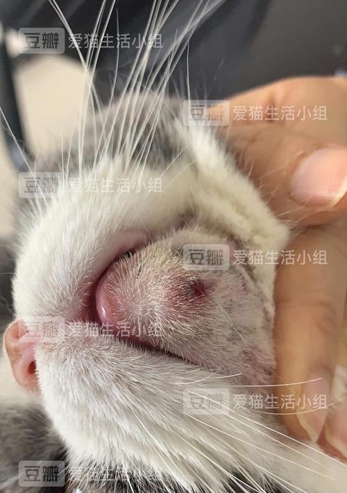 如何处理宠物小猫嘴上的溃疡？