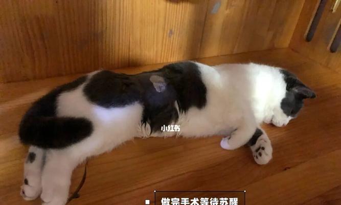 小猫绝育后如何保暖？