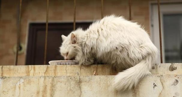 如何养流浪猫？