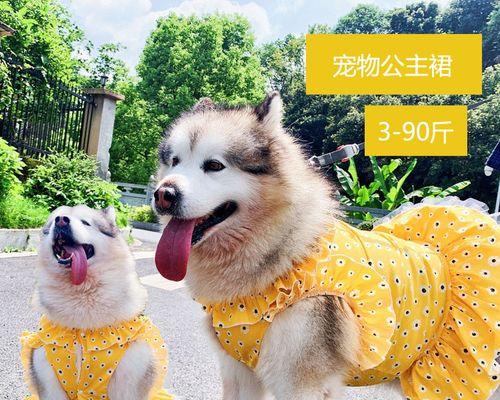 爱宠之选——阿拉斯加犬与金毛犬（了解这两个品种）