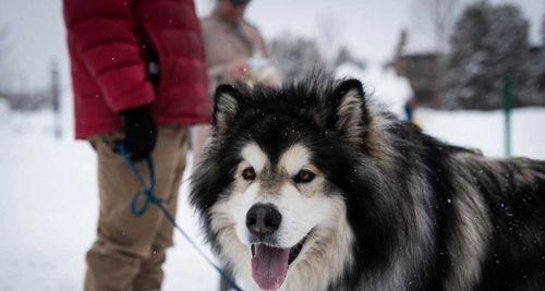 剃完阿拉斯加犬毛的正确方式（以宠物为主）