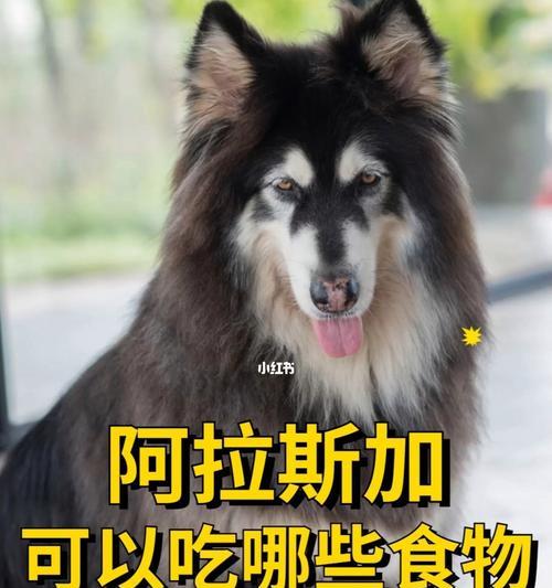 阿拉斯加犬的饮食指南（喂养健康阿拉斯加犬的攻略）