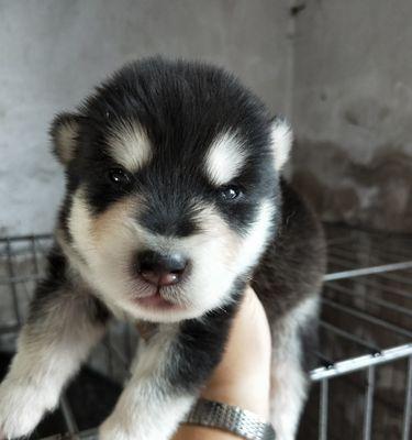 防止幼犬兴奋咬人的方法（以阿拉斯加幼犬为例）