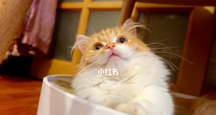 矮脚拿破仑布偶猫（从品种介绍到饲养技巧）